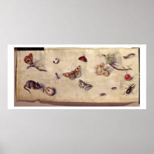 T31566 Een onderzoek naar diverse insecten, fruit Poster