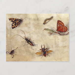 T31567 Een onderzoek naar diverse insecten, fruit Briefkaart