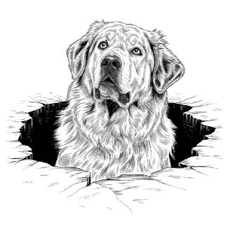 T-shirt A lot of dog, a lot of love