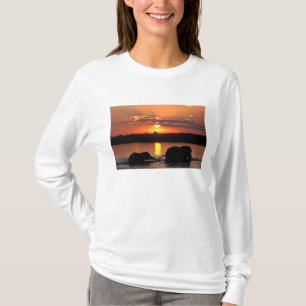 T-shirt Afrique, Botswana, Parc national de Chobe, Troupea