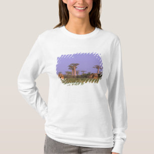 T-shirt Afrique, Madagascar, Morondava. Baobabs