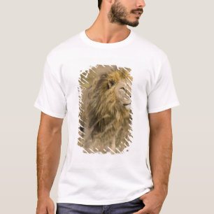 T-shirt Afrique. Tanzanie. Lion mâle à Ngorongoro