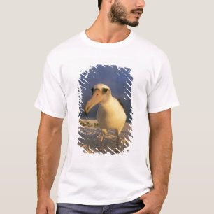 T-shirt Albatros de Laysan, Diomedea immutabilis),