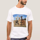 T-Shirt - Alpacas Phaethon, orge et Marvin (Devant)