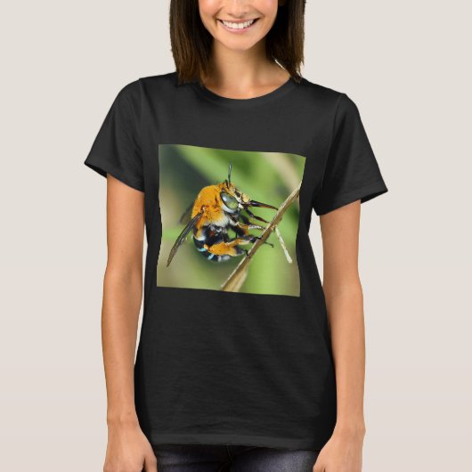 T-shirt Amegilla cingulata (Devant)