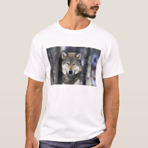 T-shirt Amérique du Nord, États-Unis, Minnesota. Loup Cani