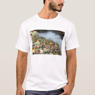 T-shirt Amérique du Nord, États-Unis, NH, Automne en Nouve