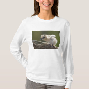 T-shirt Amérique du Nord, îles hawaïennes du Nord-Ouest, 2
