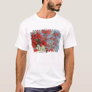 T-shirt AN, États-Unis, Alaska, Parc national Denali, Baie