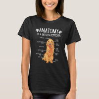 Anatomie Golden Retriever Chien