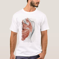 Anatomie humaine ; Muscles du torse et de l'épaule