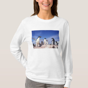 T-shirt Antarctique, Adelie Penguin Pygoscelis