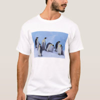 Antarctique, Emporer Penguins