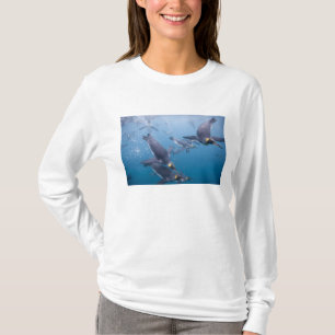 T-shirt Antarctique, île de Géorgie du Sud (Royaume-Uni),