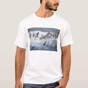 T-shirt Antarctique, île Paulet. Manchots Adélie
