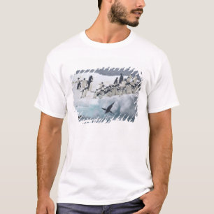 T-shirt Antarctique, île Paulet. Manchots Adélie