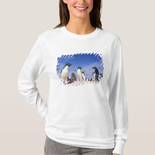 T-shirt Antarctique, Manchot Adélie Pygoscelis