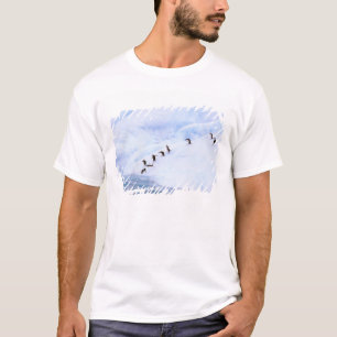 T-shirt Antarctique, péninsule Antarctique. Chinstrap