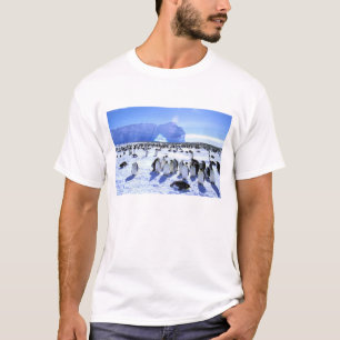 T-shirt Antarctique, péninsule Antarctique, mer de Weddell