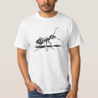 Ante D'Insectes Noires Et Grises
