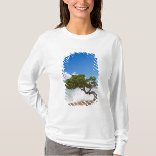T-shirt Arbre Divi Divi, Eagle Beach, Aruba, Caraïbes