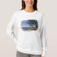 Arbre sur une plage le long du littoral