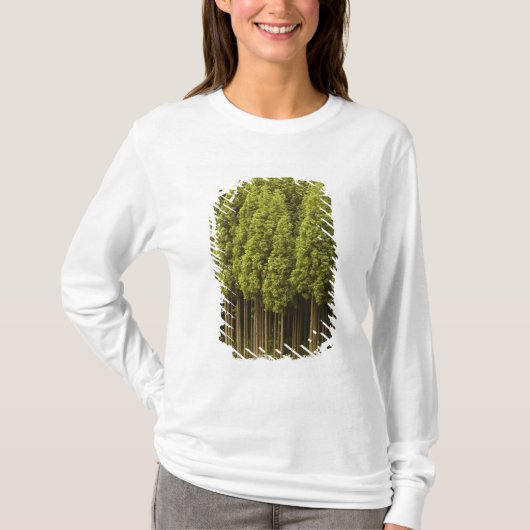 T-shirt Arbres de cèdre de Koya Sugi (Devant)