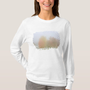 T-shirt Arbres de chute enveloppés en brume