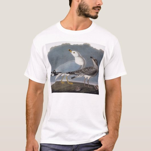 T-shirt Audubon : Mouette Anneau-Affichée (Devant)