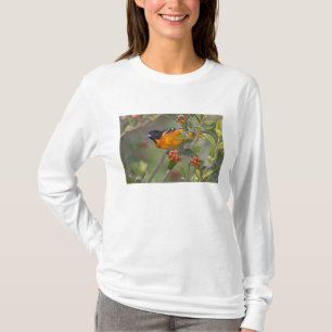 T-shirt Baltimore Oriole