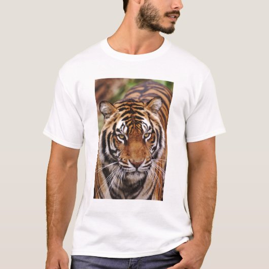 T-shirt Bengal Tiger, Panthera tigris (Devant)