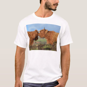 T-shirt Bétail des montagnes écossais