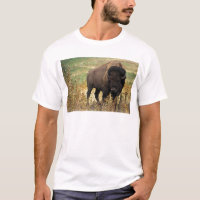 Bison américain