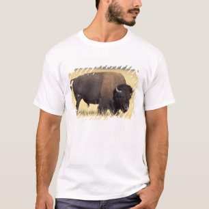 T-shirt Bison mâle dans le parc national de Yellowstone