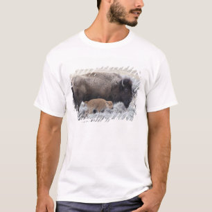 T-shirt Bison vache et veau, Yellowstone