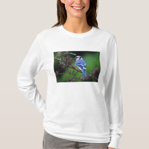 T-shirt Blue Jay, Cyaoncitta cristata