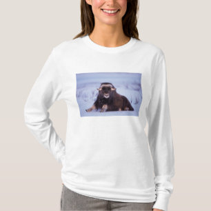 T-shirt bœuf musqué, Ovibos moschatus, jeune taureau