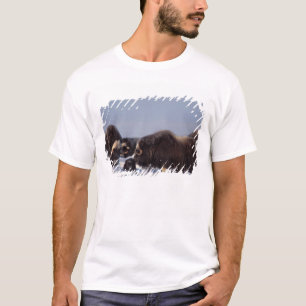 T-shirt bœuf musqué, Ovibos moschatus, taureau et vache