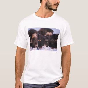 T-shirt bœuf musqué, Ovibos moschatus, vache avec nouveau-