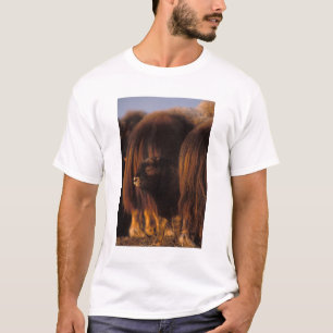 T-shirt bœuf musqué, Ovibos moschatus, veau nouveau-né