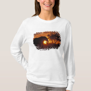 T-shirt Botswana, Parc national de Chobe, Bull Elephant