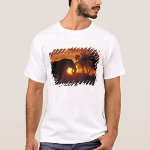 T-shirt Botswana, parc national de Chobe, éléphant mâle