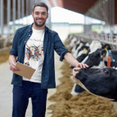 T-shirt Bovins de ferme Scandi, sur mesure