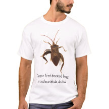BOYB Géant insecte à pieds foliaires