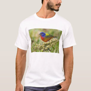 T-shirt Bruant à tête noire