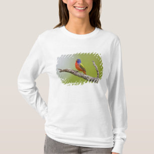T-shirt Bruant à tête rouge (Passerina ciris) mâle chantan