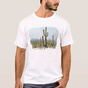 T-shirt Cactus en parc national de Saguaro, Arizona 2