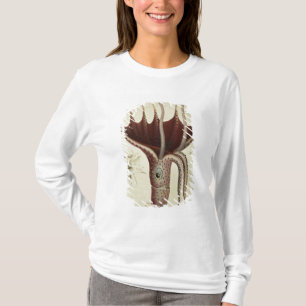 T-shirt Calmar, Pl.2 de 'Histoire Naturelle