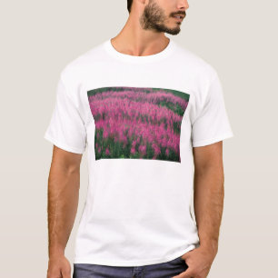T-shirt Canada, Québec, Gaspé. Fleurs de Lythrum pourpre,