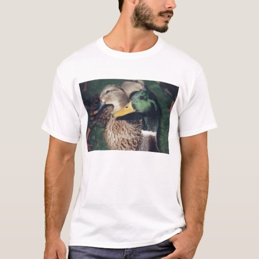 T-shirt canards (Devant)